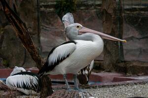 A pelican swimming and playing in the water at the zoo, showcasing its large beak and graceful movements. The lively scene captures the bird playful nature in a natural habitat photo