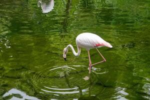 A flamingo standing gracefully by the pond at the zoo, showcasing its elegant pink feathers and unique posture. The bird adds a touch of beauty to the natural setting photo