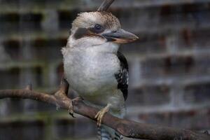 A kookaburra sitting on a branch inside a cage at the zoo, showcasing its distinctive features and vibrant plumage. The bird's calm demeanor adds charm to its captive environment photo