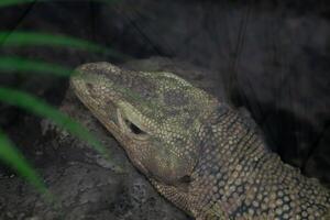 A reptile resting on a dry tree branch, illuminated by soft lamp light in a zoo. The unique ambiance and the reptile calm posture highlight the beauty of the zoo's natural setting photo