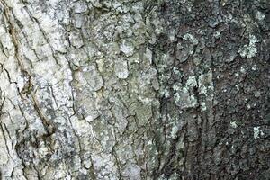 A close up view of tree skin texture, showcasing the rough, natural patterns of the bark. The earthy tones and unique textures highlight the organic beauty of the tree photo