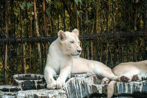 A white lion lounging on a rock in a zoo, enjoying a peaceful moment. Its majestic mane and calm demeanor add to the beauty of the zoo's natural environment photo