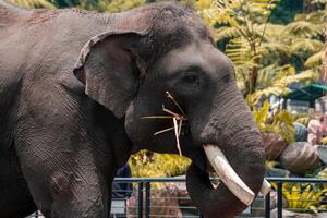 An elephant enjoying a meal at the zoo, using its trunk to pick up food. The majestic animal displays its strength and gentle nature in a natural, zoo environment photo