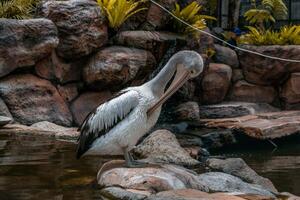 A pelican swimming and playing in the water at the zoo, showcasing its large beak and graceful movements. The lively scene captures the bird playful nature in a natural habitat photo