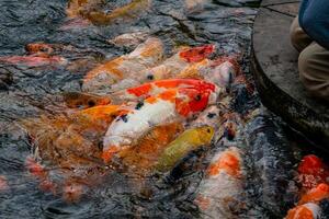 A group of colorful koi fish gathered in a pond, eagerly being fed. Their vibrant colors create a beautiful and serene scene as they swim together in the calm water photo