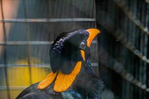 A vibrant and beautiful parrot inside a large cage at the zoo, showcasing its colorful feathers. The bird bright hues stand out against the metal bars of the cage photo