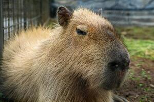 A relaxed capybara lounging at the zoo, displaying its calm nature. This large rodent enjoys a peaceful moment in its natural habitat, providing a charming scene of leisure photo