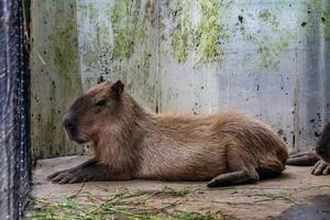 A relaxed capybara lounging at the zoo, displaying its calm nature. This large rodent enjoys a peaceful moment in its natural habitat, providing a charming scene of leisure photo