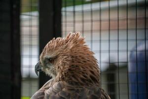 A powerful eagle perched at the zoo, showcasing its sharp features and intense gaze. The birds majestic presence highlights the beauty of wildlife in a natural habitat photo