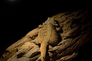 A reptile resting on a dry tree branch, illuminated by soft lamp light in a zoo. The unique ambiance and the reptile calm posture highlight the beauty of the zoo's natural setting photo