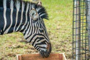 A zebra grazing on a wooden platform in a zoo, with a wide savannah landscape in the background. The zebra striking black and white stripes stand out against the natural scenery photo