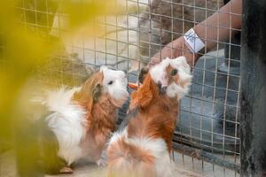 A guinea pig being fed in a zoo, enjoying a snack. The small mammal is surrounded by a natural environment, adding a cozy and lively touch to the scene photo