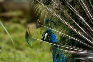 A beautiful peacock at the zoo with its tail fully spread, showcasing vibrant colors and intricate patterns. The setting highlights its elegance in a natural environment photo