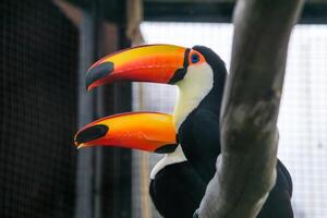 A stunning toco toucan with a bright orange beak perched on a branch at the zoo. The bird vibrant colors and unique beak make it a striking sight in its natural habitat photo
