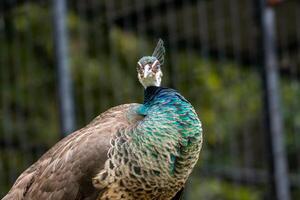 A beautiful peacock at the zoo with its tail fully spread, showcasing vibrant colors and intricate patterns. The setting highlights its elegance in a natural environment photo