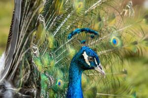 A beautiful peacock at the zoo with its tail fully spread, showcasing vibrant colors and intricate patterns. The setting highlights its elegance in a natural environment photo