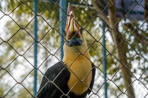 A white bellied hornbill perched on a tree branch in a zoo, showcasing its distinctive features and vibrant plumage. The bird is surrounded by the natural environment of the zoo photo