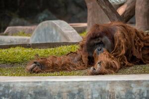 An orangutan relaxing in a zoo, showcasing its unique dreadlocked hair. The primate appears calm and comfortable, blending with the natural environment of its habitat photo