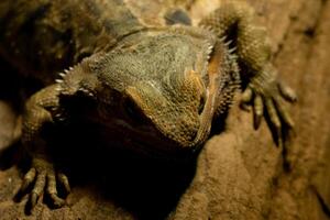 A reptile resting on a dry tree branch, illuminated by soft lamp light in a zoo. The unique ambiance and the reptile calm posture highlight the beauty of the zoo's natural setting photo