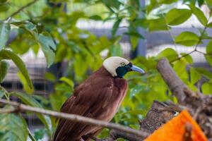 A Paradisaea Apoda, also known as the Lesser Bird of Paradise, in a cage at the zoo. The bird showcases its vibrant plumage, adding a touch of beauty to its zoo habitat photo