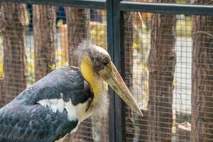 A close up shot of a stork taken at a zoo, showcasing its elegant features and white feathers. The background subtly highlights the natural habitat of the bird photo