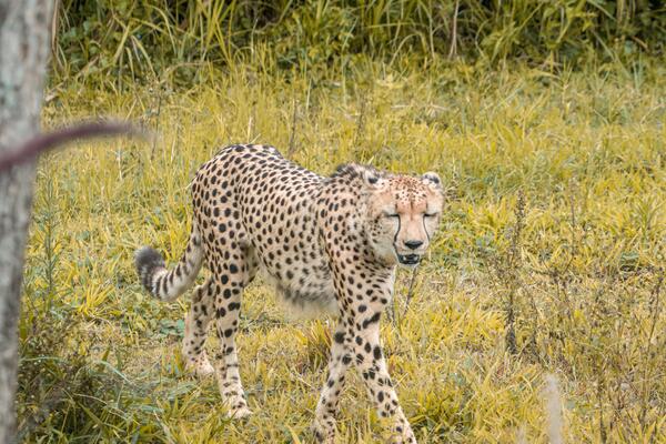 A leopard walking gracefully across the savannah at a zoo. Its sleek body and spotted coat stand out against the expansive grassy landscape, showcasing its natural elegance