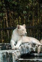A white lion lounging on a rock in a zoo, enjoying a peaceful moment. Its majestic mane and calm demeanor add to the beauty of the zoo's natural environment photo