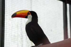 A stunning toco toucan with a bright orange beak perched on a branch at the zoo. The bird vibrant colors and unique beak make it a striking sight in its natural habitat photo