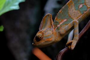A reptile resting on a dry tree branch, illuminated by soft lamp light in a zoo. The unique ambiance and the reptile calm posture highlight the beauty of the zoo's natural setting photo