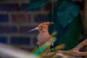 A Eurasian Hoopoe perched on a tree branch in a zoo, showcasing its distinctive crown like feathers and vibrant colors. The bird is surrounded by the lush greenery of its habitat photo
