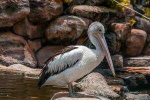A pelican swimming and playing in the water at the zoo, showcasing its large beak and graceful movements. The lively scene captures the bird playful nature in a natural habitat photo