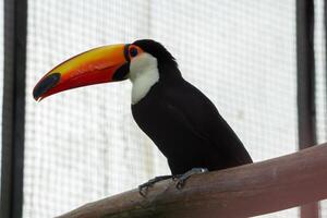 A stunning toco toucan with a bright orange beak perched on a branch at the zoo. The bird vibrant colors and unique beak make it a striking sight in its natural habitat photo