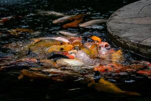 A group of colorful koi fish gathered in a pond, eagerly being fed. Their vibrant colors create a beautiful and serene scene as they swim together in the calm water photo