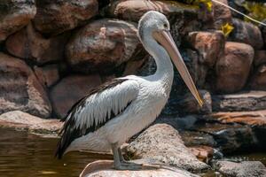 A pelican swimming and playing in the water at the zoo, showcasing its large beak and graceful movements. The lively scene captures the bird playful nature in a natural habitat photo