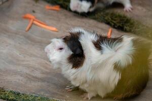 A guinea pig being fed in a zoo, enjoying a snack. The small mammal is surrounded by a natural environment, adding a cozy and lively touch to the scene photo