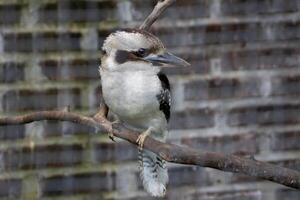 A kookaburra sitting on a branch inside a cage at the zoo, showcasing its distinctive features and vibrant plumage. The bird's calm demeanor adds charm to its captive environment photo