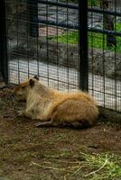A relaxed capybara lounging at the zoo, displaying its calm nature. This large rodent enjoys a peaceful moment in its natural habitat, providing a charming scene of leisure photo