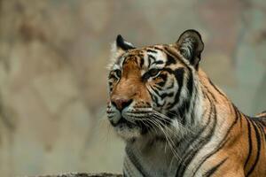A Sumatran tiger resting peacefully at the zoo, showing its beautiful orange coat and black stripes. The majestic predator enjoys a moment of calm in its natural habitat photo