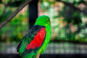 A colorful love bird perched on a tree branch in a zoo, enjoying its natural habitat. The vibrant plumage of the bird stands out against the green backdrop of the zoo photo