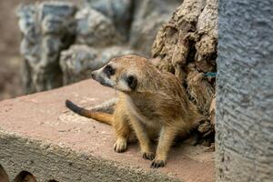 A Southern African meerkat standing on a rock at the zoo, observing its surroundings. The curious and alert behavior of this small mammal is captured in a natural, zoo environment photo