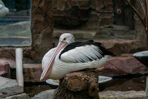 A pelican swimming and playing in the water at the zoo, showcasing its large beak and graceful movements. The lively scene captures the bird playful nature in a natural habitat photo