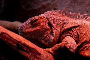 A reptile resting on a dry tree branch, illuminated by soft lamp light in a zoo. The unique ambiance and the reptile calm posture highlight the beauty of the zoo's natural setting photo