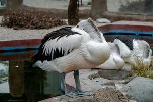 A pelican swimming and playing in the water at the zoo, showcasing its large beak and graceful movements. The lively scene captures the bird playful nature in a natural habitat photo