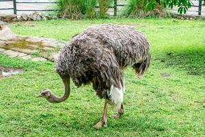 An ostrich at the zoo, showcasing its long legs and unique features. The bird stands proudly in its natural environment, offering a close look at its size and beauty photo