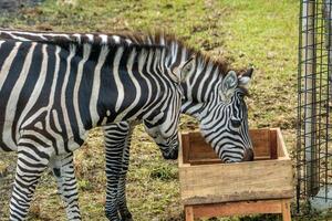 A zebra grazing on a wooden platform in a zoo, with a wide savannah landscape in the background. The zebra striking black and white stripes stand out against the natural scenery photo