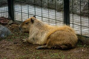 A relaxed capybara lounging at the zoo, displaying its calm nature. This large rodent enjoys a peaceful moment in its natural habitat, providing a charming scene of leisure photo