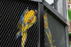 A vibrant and beautiful parrot inside a large cage at the zoo, showcasing its colorful feathers. The bird bright hues stand out against the metal bars of the cage photo