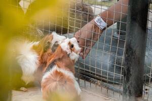 A guinea pig being fed in a zoo, enjoying a snack. The small mammal is surrounded by a natural environment, adding a cozy and lively touch to the scene photo