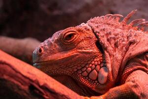 A reptile resting on a dry tree branch, illuminated by soft lamp light in a zoo. The unique ambiance and the reptile calm posture highlight the beauty of the zoo's natural setting photo