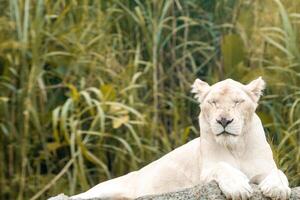 A white lion lounging on a rock in a zoo, enjoying a peaceful moment. Its majestic mane and calm demeanor add to the beauty of the zoo's natural environment photo